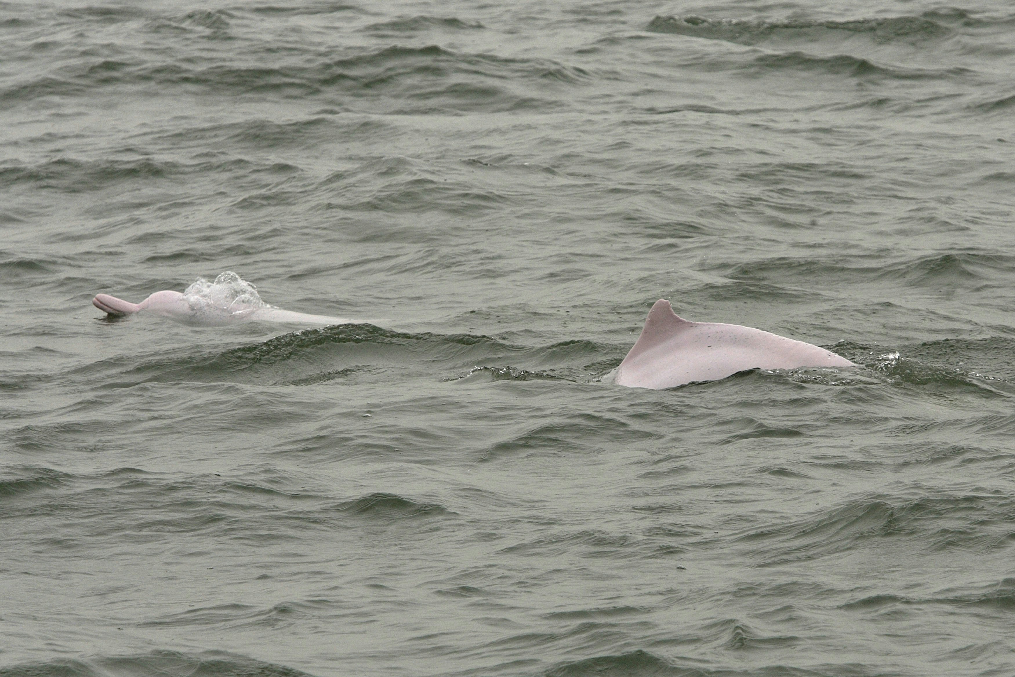 Chinese pink dolphins swim off the northern shore of Lantau